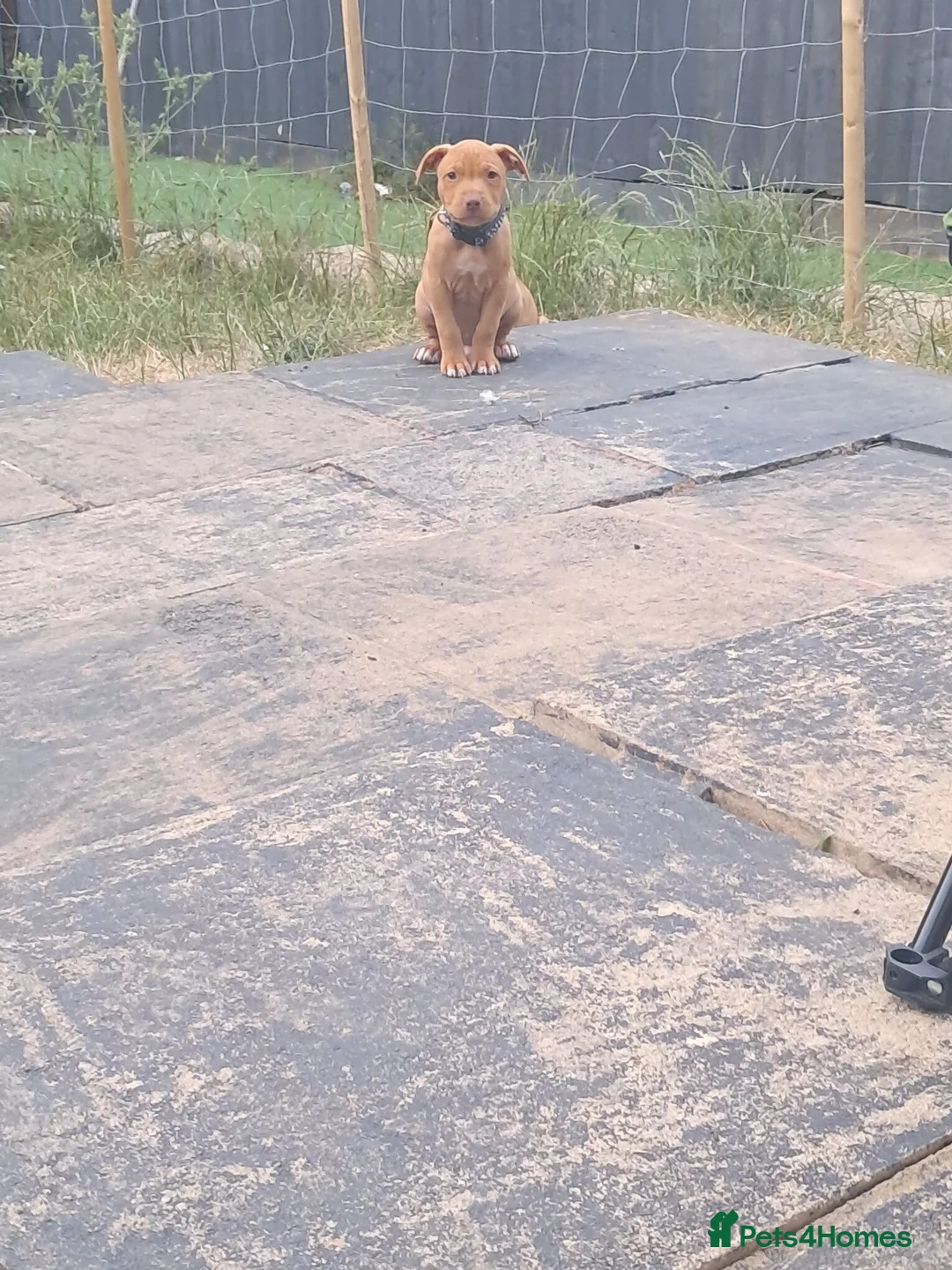 Staffordshire Bull Terrier dogs for sale: 8week old male staffordshire pup  in Haverhill - Advert 1