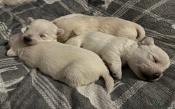 West Highland Terrier dogs for sale: Gorgeous West Highland White (Westie) Puppies - Image 32
