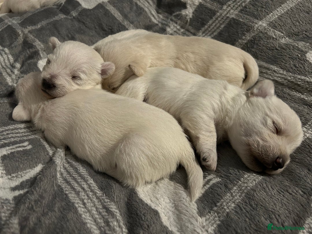 West Highland Terrier dogs for sale: Gorgeous West Highland White (Westie) Puppies - Image 32