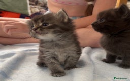 Mixed Breed cats for sale: Kittens  - Image 21