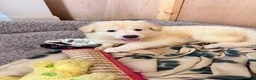 German Shepherd dogs for sale: Straight Back White German Shepherd Pups 🐶 🐕  - Advert 33