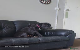 Mixed Breed dogs for sale: Staffy cross with labrador - Image 5