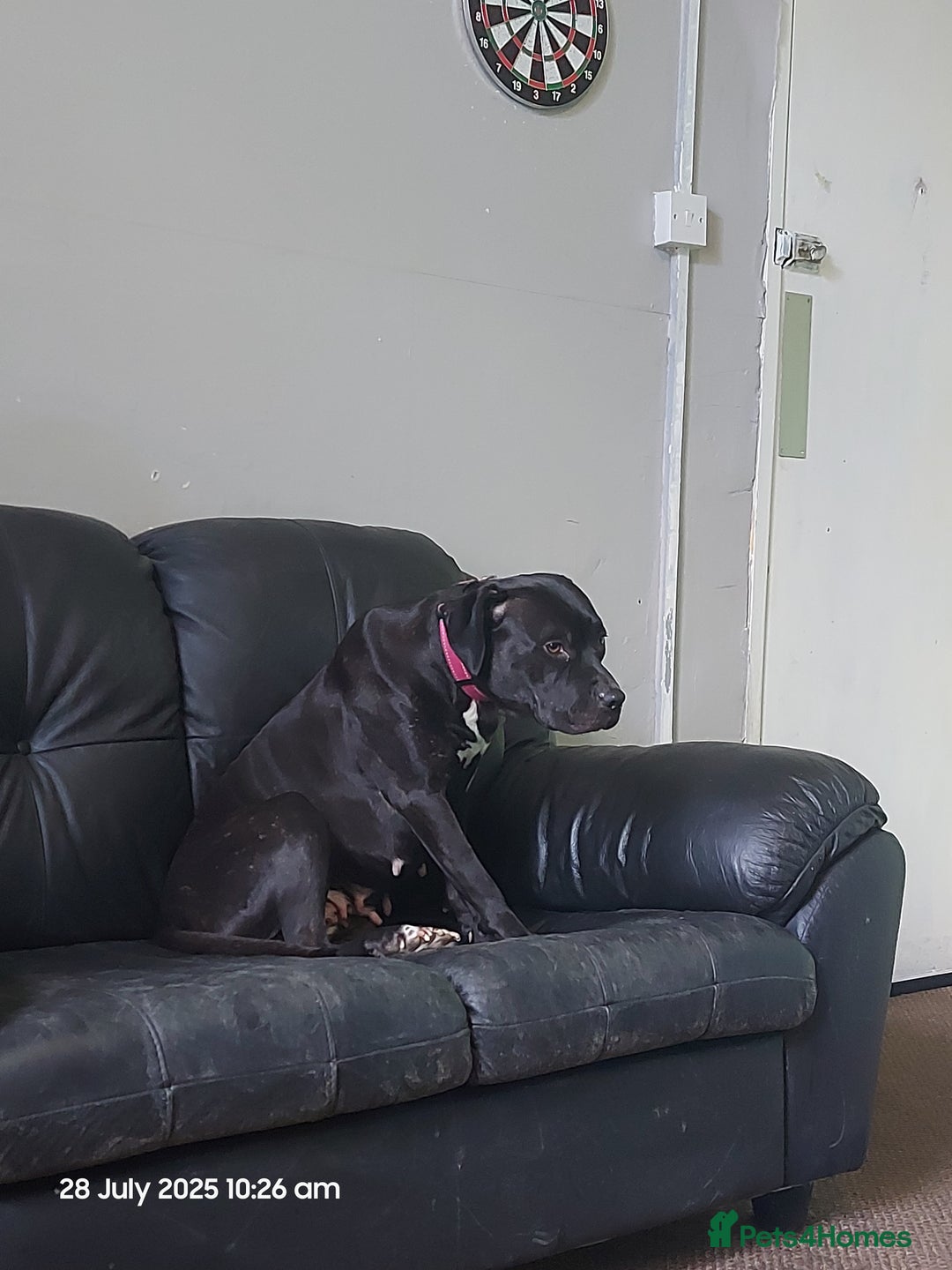 Mixed Breed dogs for sale: Staffy cross with labrador - Image 5