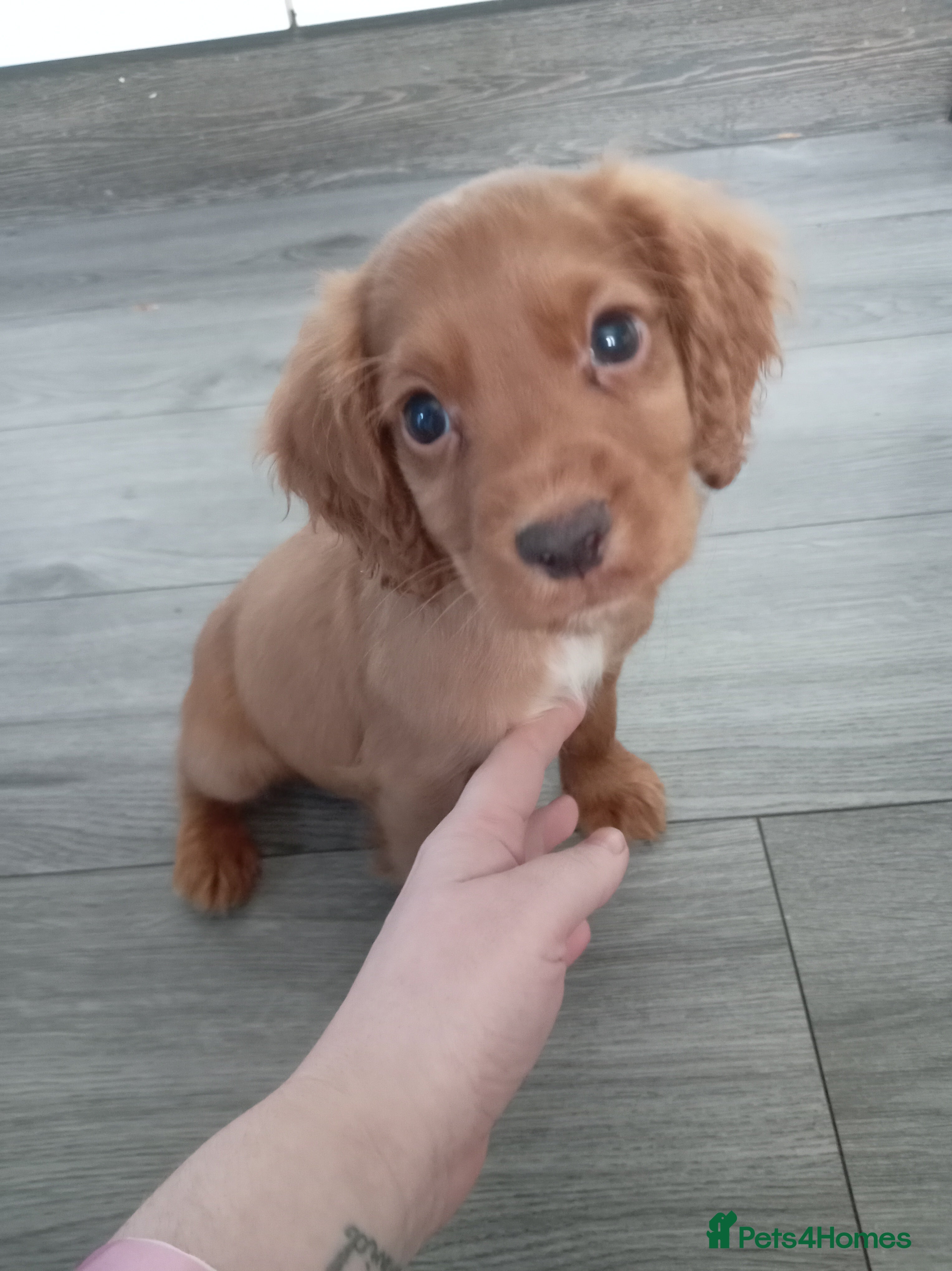 Cocker Spaniel dogs Kc cocker spaniel puppies ✨ 1 boy available✨ - Advert 2