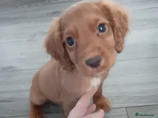 Cocker Spaniel dogs Kc cocker spaniel puppies ✨ 1 boy available✨ - Advert 2