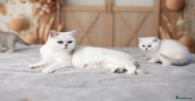 Scottish Fold cats - Advert 3