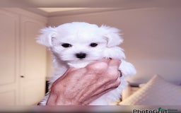 Maltese dogs for sale: Exceptional TINY Maltese pups  - Image 4