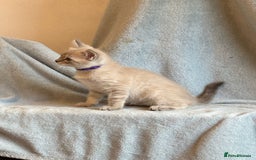 Ragdoll cats for sale: 6 Beautiful Ragdoll x Bengal kittens - Image 18