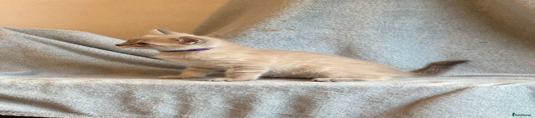 Ragdoll Kitten 4