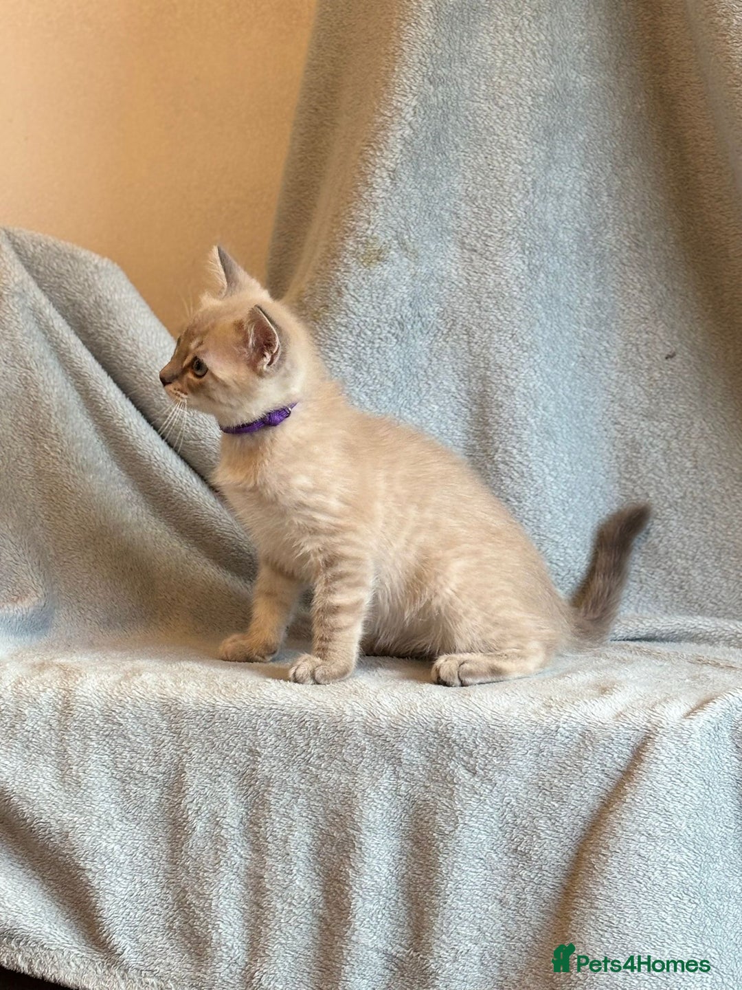 Ragdoll cats for sale: 6 Beautiful Ragdoll x Bengal kittens - Image 18