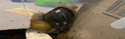 Snails invertebrates for sale: 3 giant African land snails for sale  - Advert 3