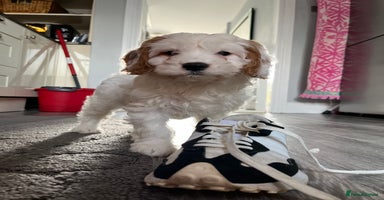 Cavapoo dogs - Advert 16