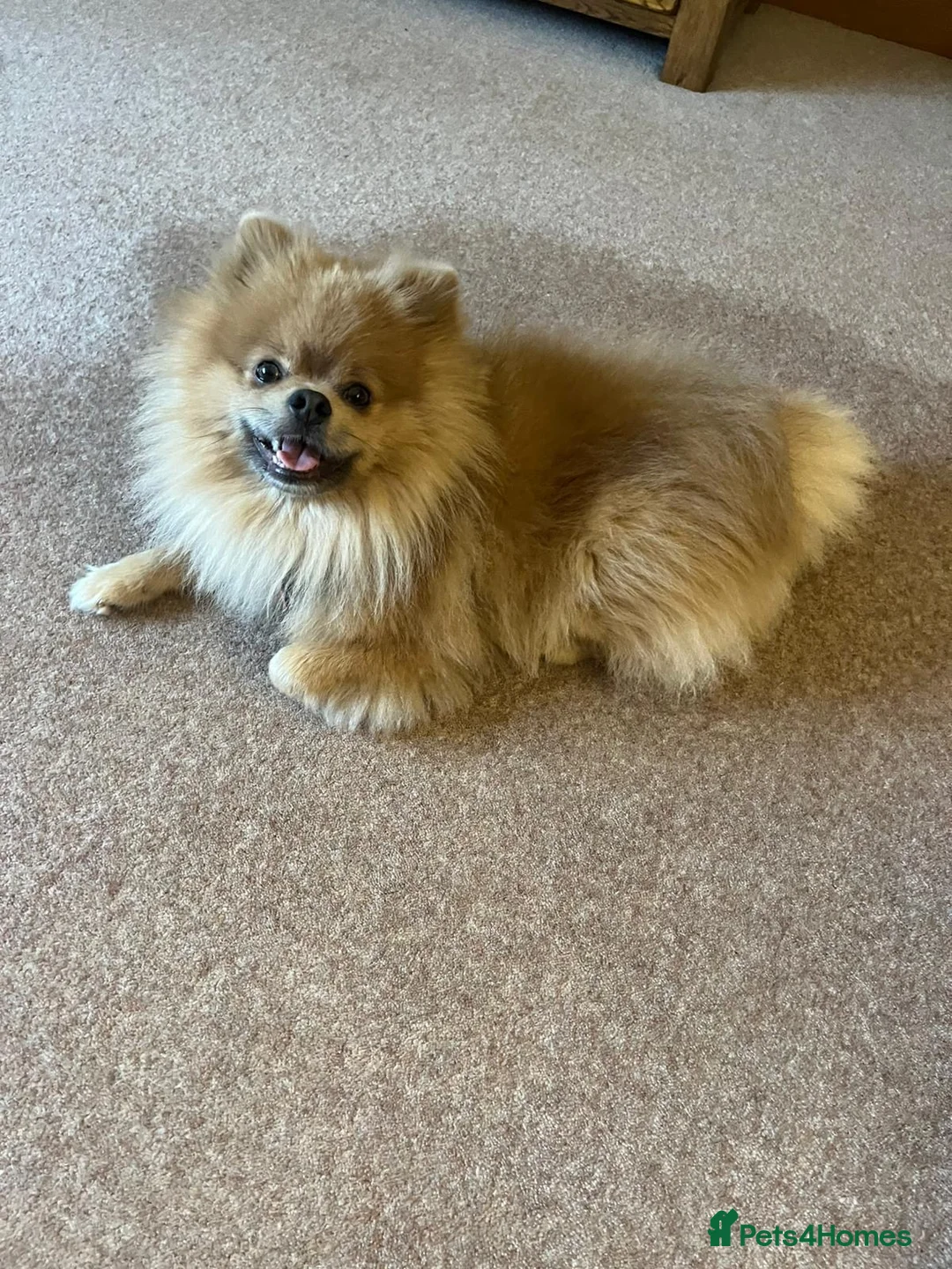 Pomeranian dogs for stud: Pedigree Male Pomeranian Kennel Club Registered  - Advert 6