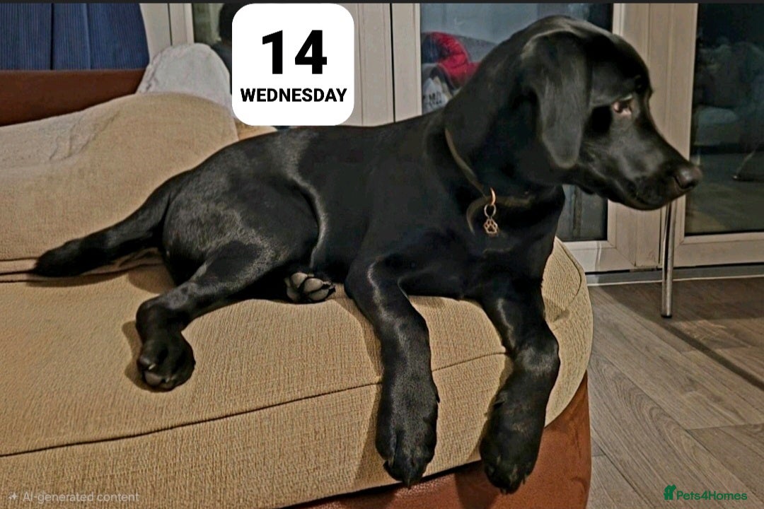 Labrador Retriever dogs Beautiful black Labrador - Advert 1