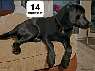 Labrador Retriever dogs Beautiful black Labrador - Advert 2