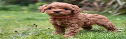 Cavapoo dogs for stud: Cavapoo Stud Dog. 5* Licensed Breeder - Advert 7