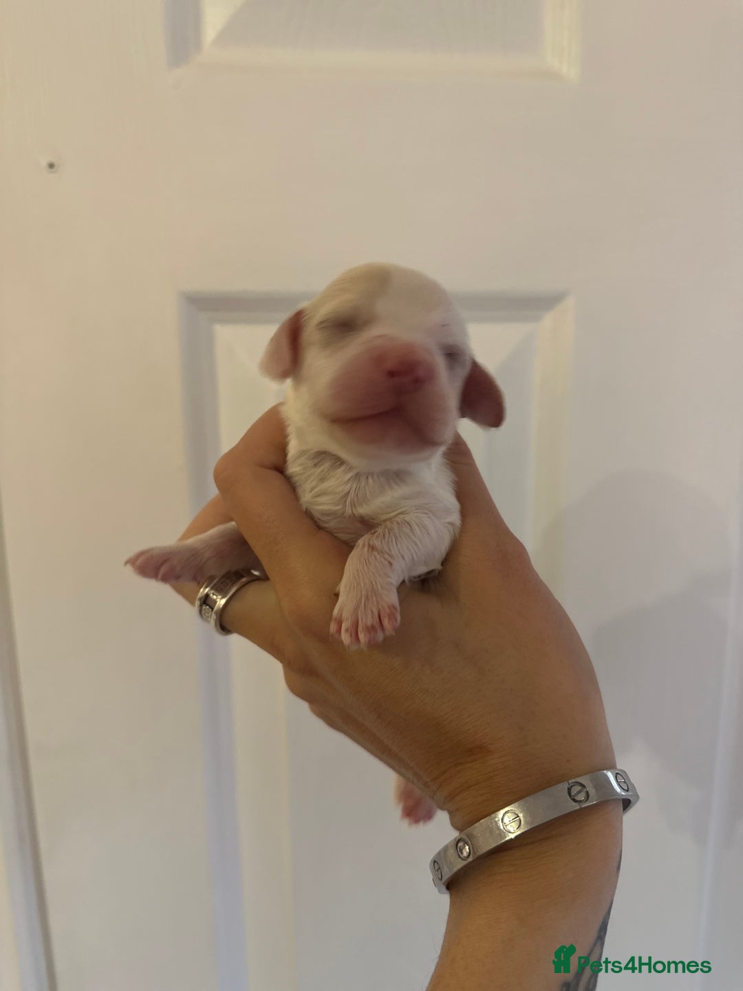 Cockapoo dogs for sale: F1 Cockapoo Puppies - Rainbow litter  - Image 4