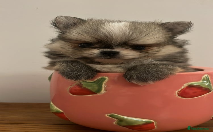 Pomchi dogs - Advert 1