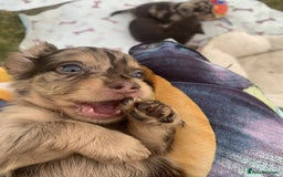 Miniature Dachshund dogs for sale: Long-Haired Miniature Dachshund Puppies - Image 5