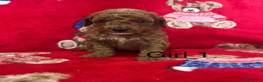 Cavapoo 1