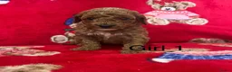 Cavapoo dogs for sale: 🐶 stunning F1B Cavapoos🐶 - Advert 9
