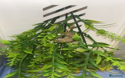 Gecko reptiles for sale: baby crested geckos  - Image 5