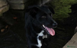 Border Collie dogs for sale: Border collie  - Image 18