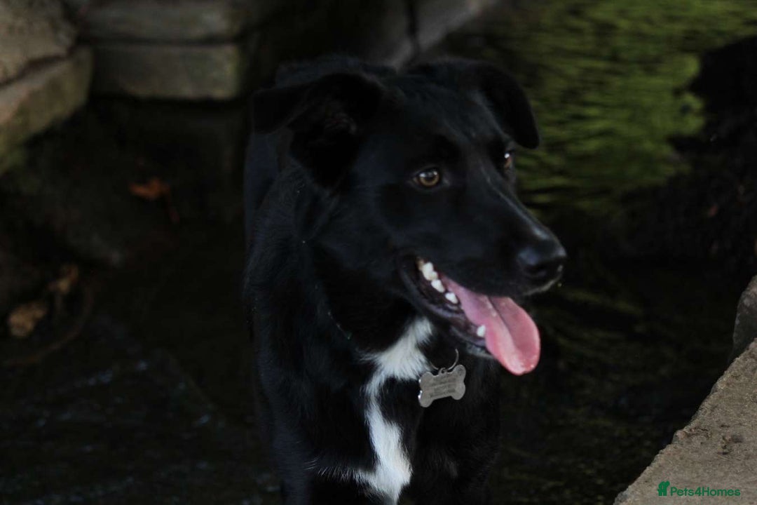 Border Collie dogs for sale: Border collie  - Image 18