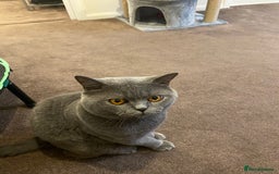 British Shorthair cats for sale: Mr Kittykat - Image 6