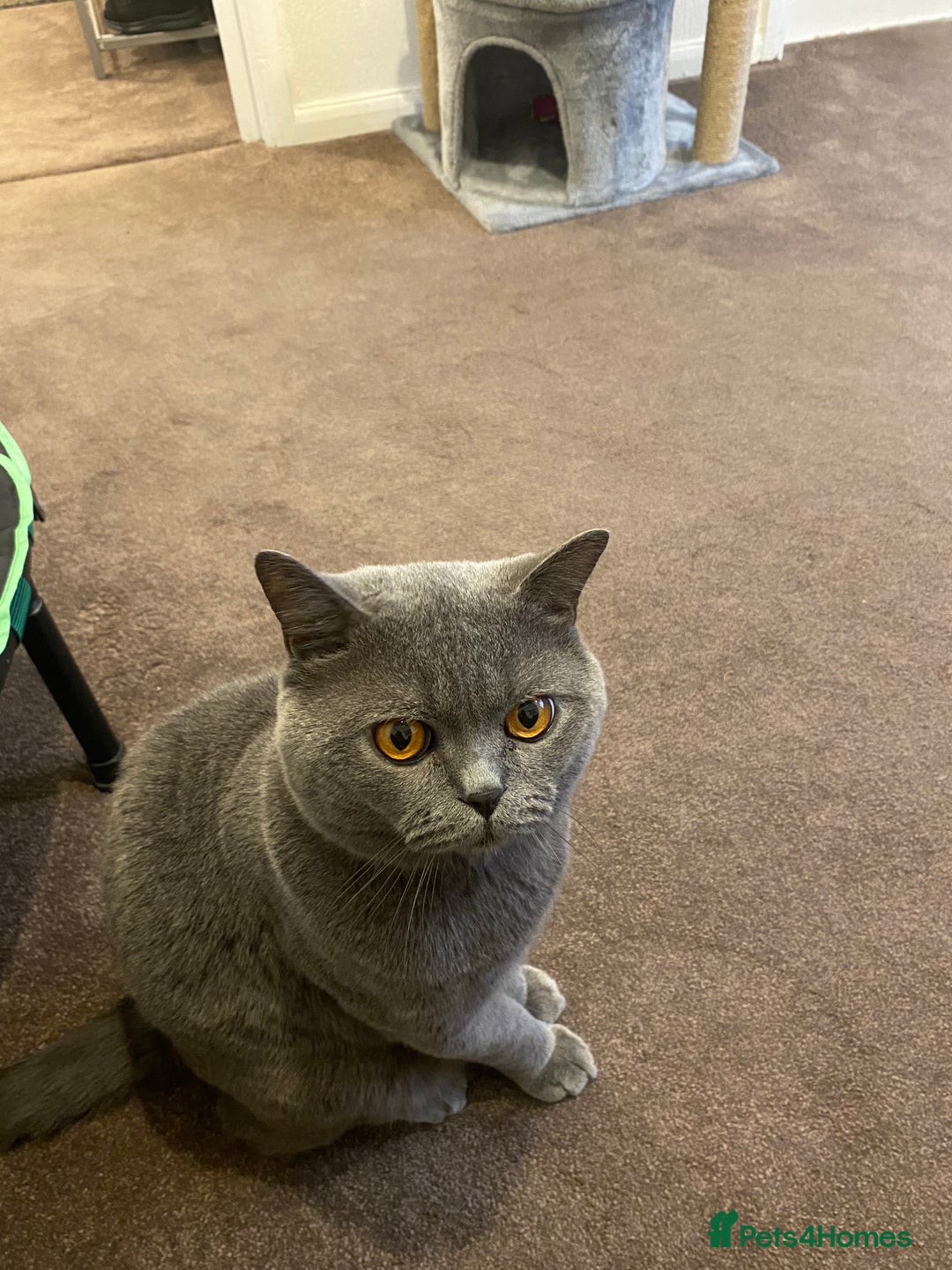 British Shorthair cats for sale: Mr Kittykat - Image 6