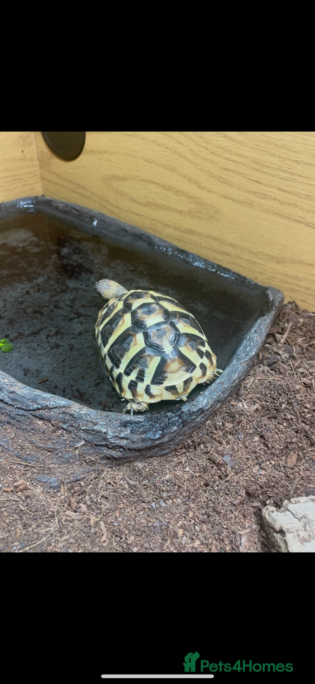 Hermann Tortoise reptiles for sale: 2 Herman tortoises  - Advert 3
