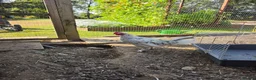 Chickens poultry for sale: Cockerels for Sale - Advert 3