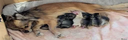 Chihuahua dogs for sale: Chihuahua puppy ,Nacho - Advert 5