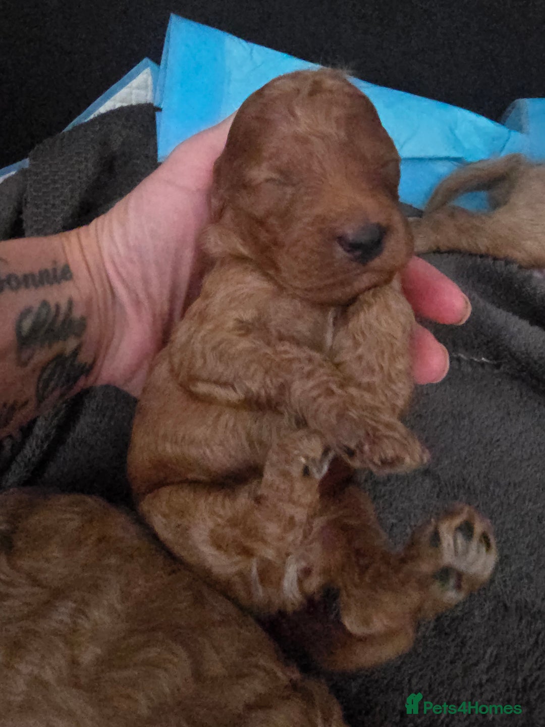 Cavapoo dogs for sale: Miniature F1B Cavapoo puppies 1 Left - Image 17