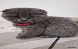 Scottish Fold cats for sale: Scottish & British Kittens for Sale - Image 9