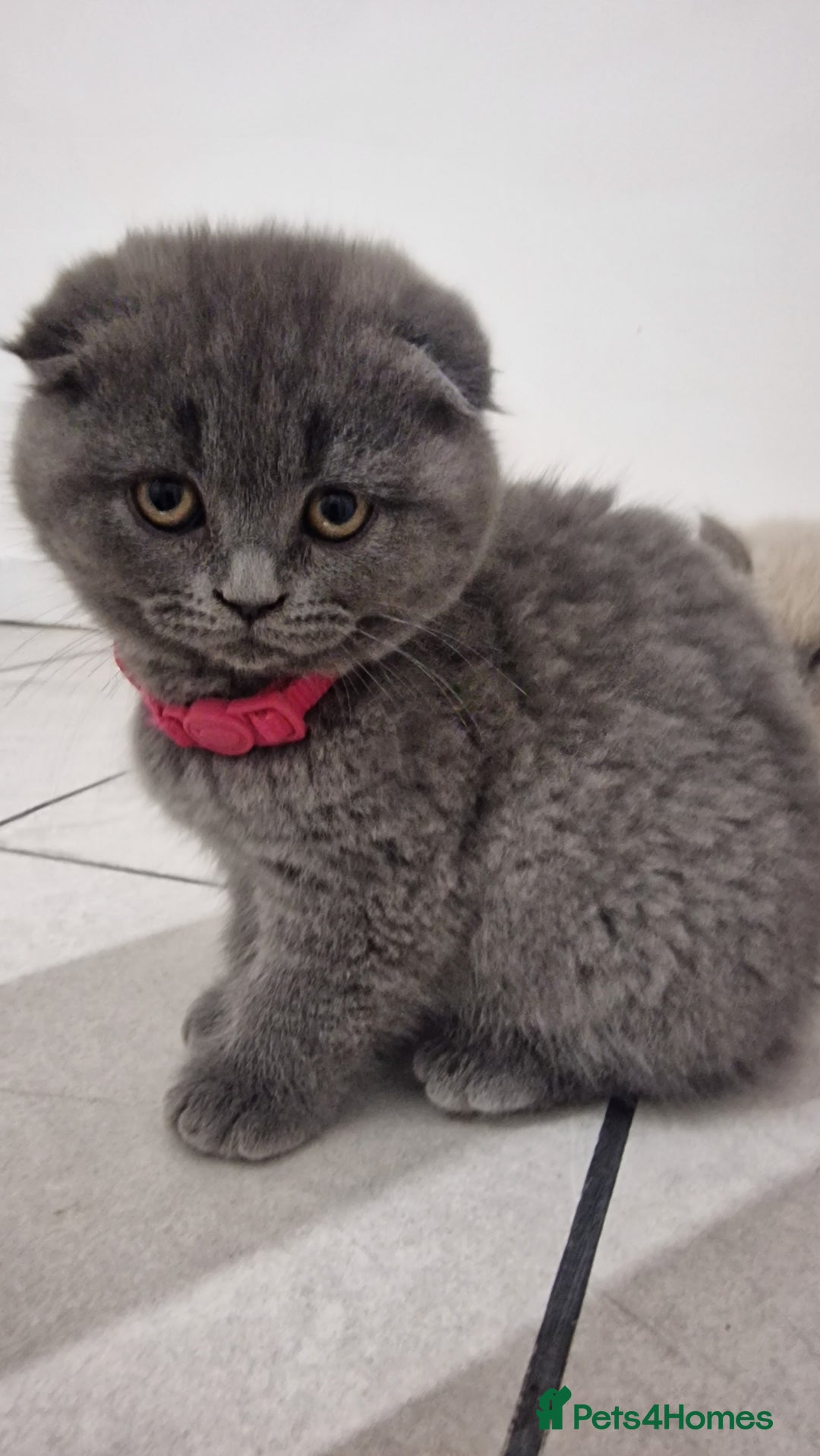 Scottish Fold cats for sale: Scottish & British Kittens for Sale - Image 9