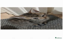 Bengal cats for sale: Mixed Bengal, adorable - Advert 9