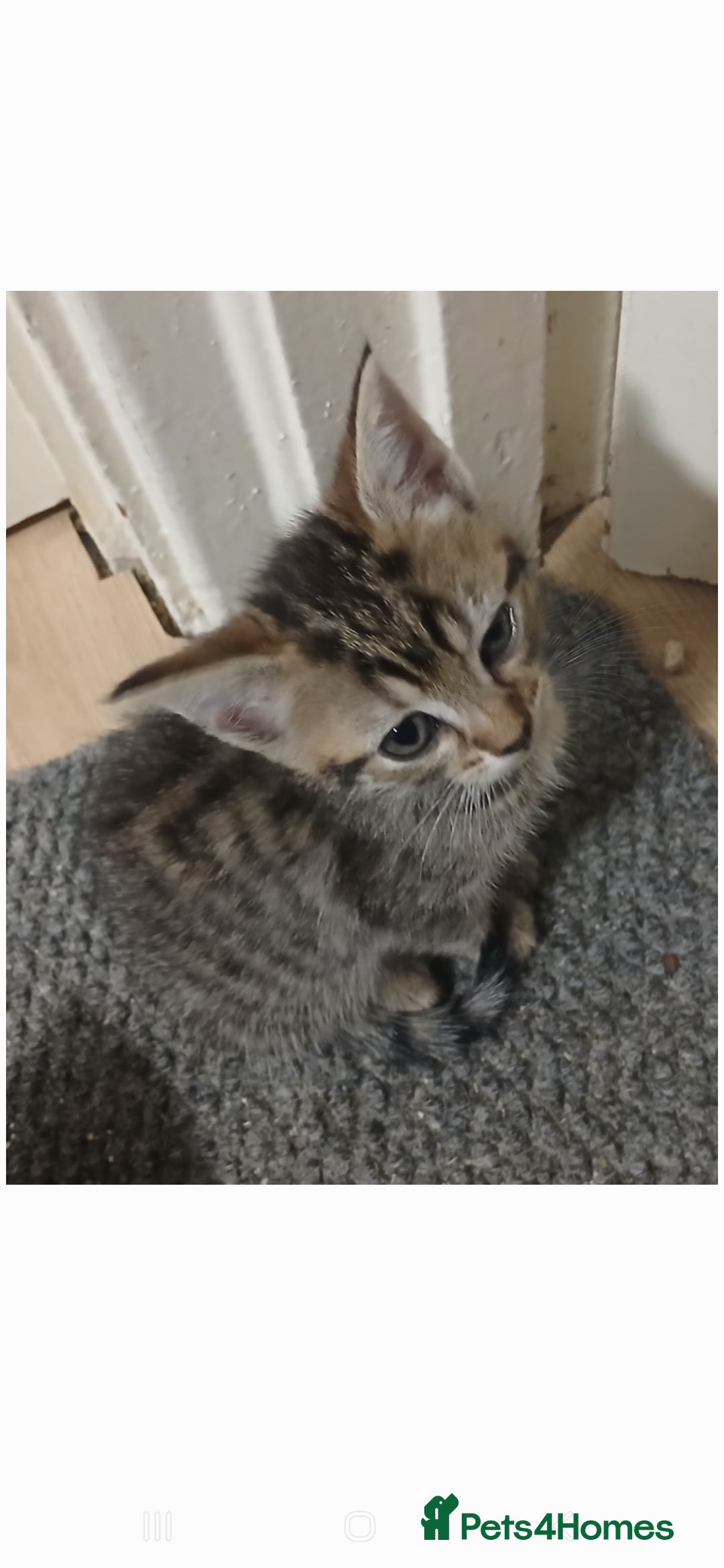 Bengal cats for sale: Mixed Bengal, adorable - Advert 9