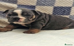 English Bulldog dogs for sale: Kc british bulldogs  - Image 2