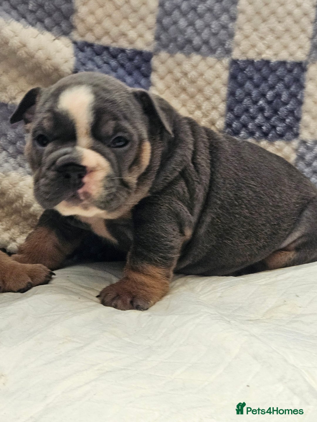 English Bulldog dogs for sale: Kc british bulldogs  - Image 2