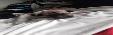 Mixed Breed 2
