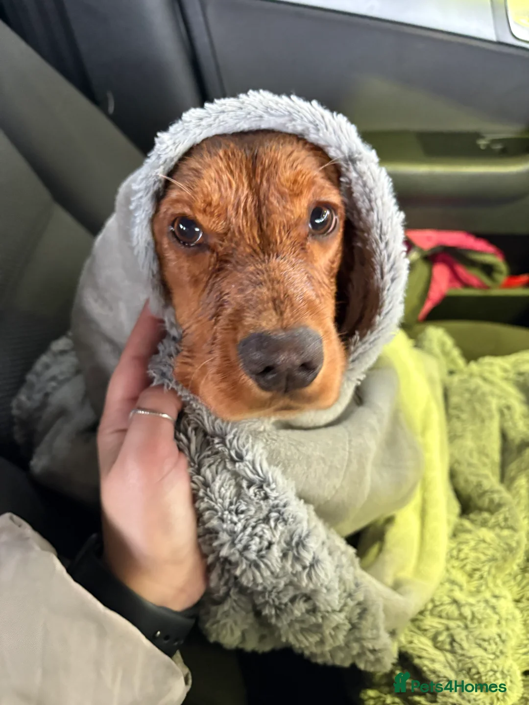 Cocker Spaniel dogs for sale: Lilly - cocker spaniel  - Advert 5