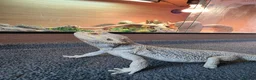 Bearded Dragon reptiles for sale: Male bearded dragon with full setup  in Glasgow - Advert 7