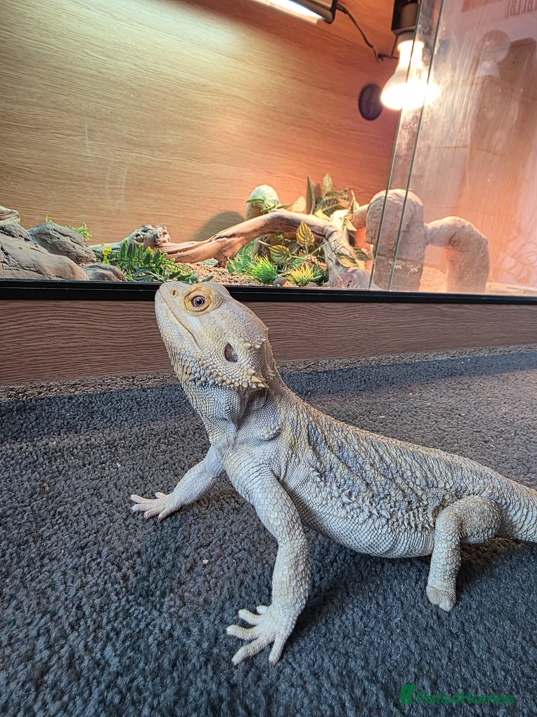 Bearded Dragon reptiles for sale: Male bearded dragon with full setup  in Glasgow - Advert 7