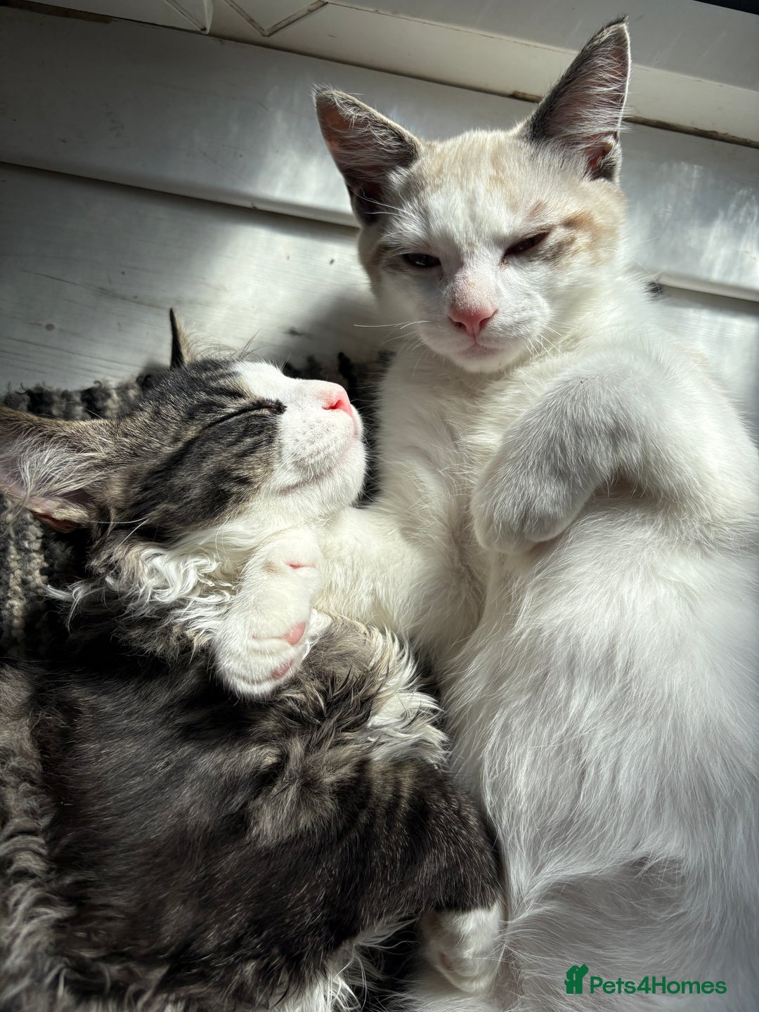 Ragdoll cats for sale: Adorable male kittens looking for loving homes - Image 7