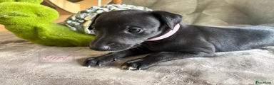 Whippet 5