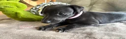 Whippet dogs for sale: Whippet Puppy 🐶  - Advert 4