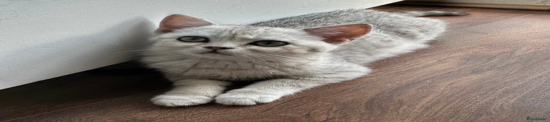 British Shorthair Kitten 2