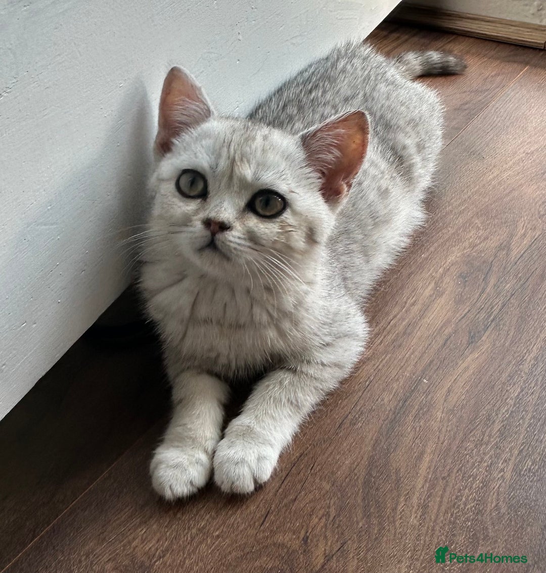 British Shorthair cats for sale: Lap cat British shorthair  - Image 2