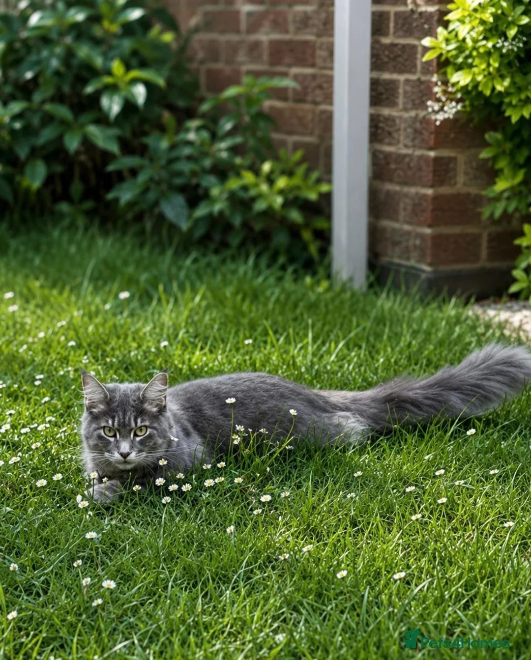 Maine Coon cats for sale: Beautiful Maine Coon kittens - Advert 6